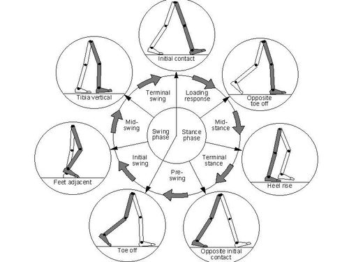 WhittleGaitPhases