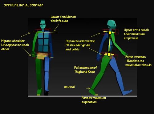 Opposite initial contact