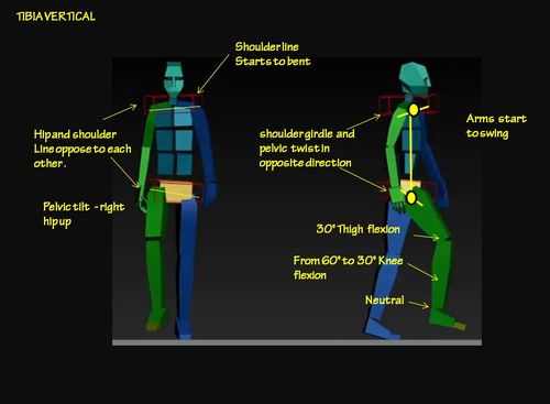 Tibia vertical