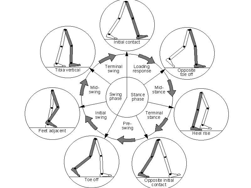 A study of the human gait cycle in order to design a biped robot