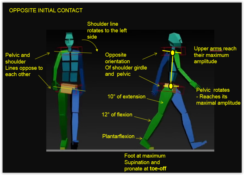 Opposite initial contact