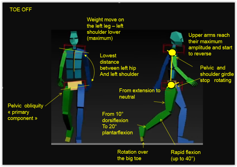 A Study Of The Human Gait Cycle In Order To Design A Biped