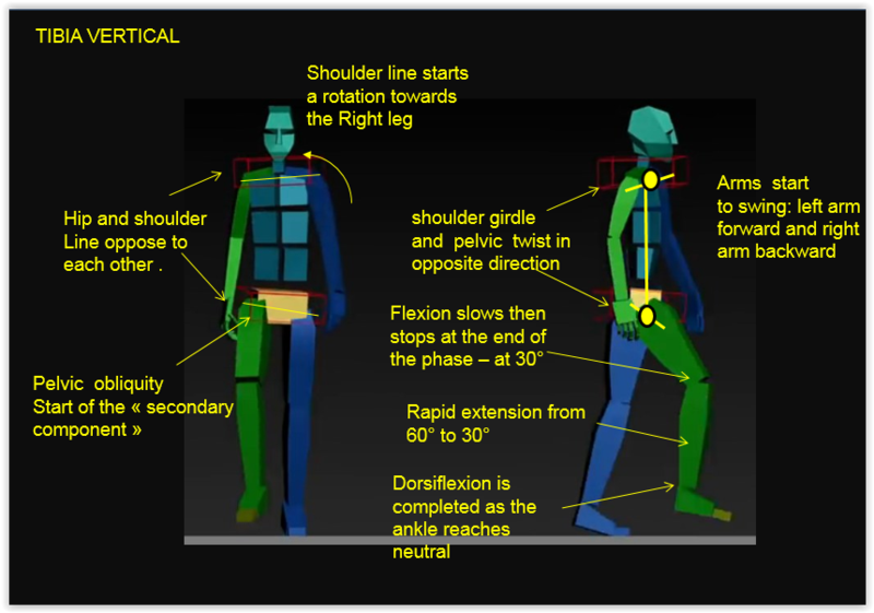 Tibia vertical