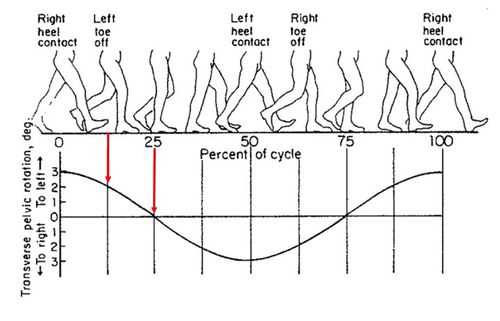 Pelvis - horizontal plane