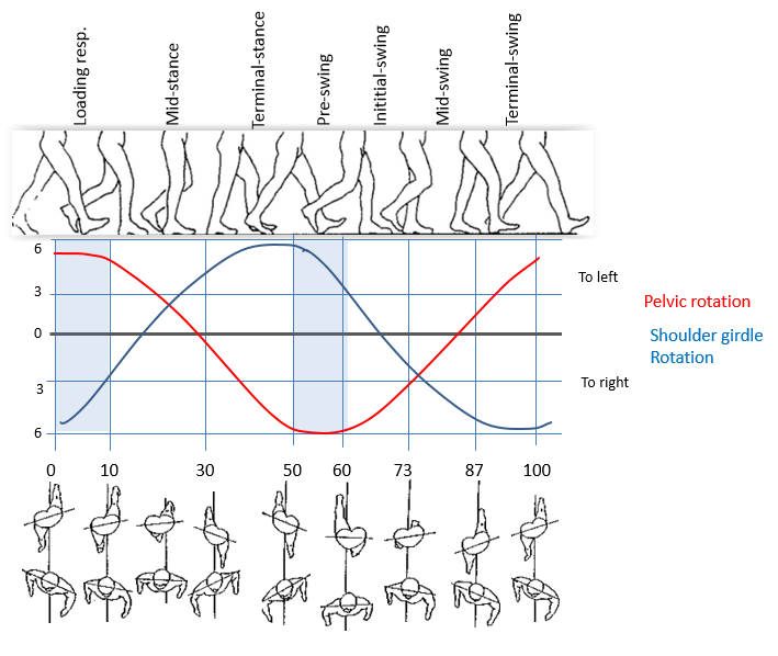 Graph human gait - horizontal plane