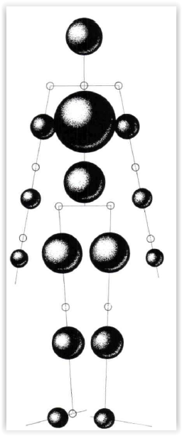 Harless body distribution