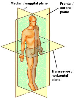 Anatomical-position