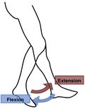 Flexion_Extension_Leg