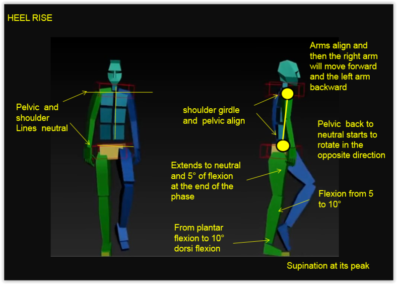 Heel rise