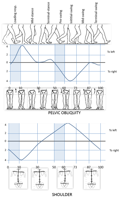 Graph human gait - frontal plane