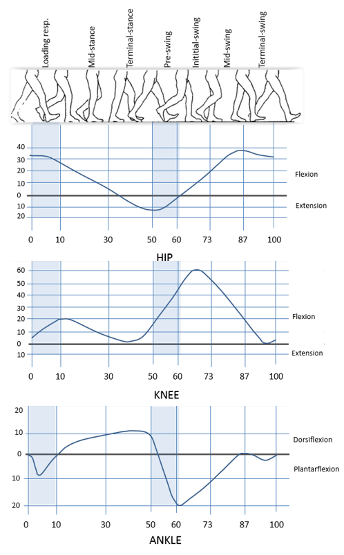 Graph human gait - sagittal plane